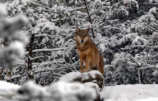 Heute leben rund 25 Wölfe in der Schweiz. (Symbolbild)