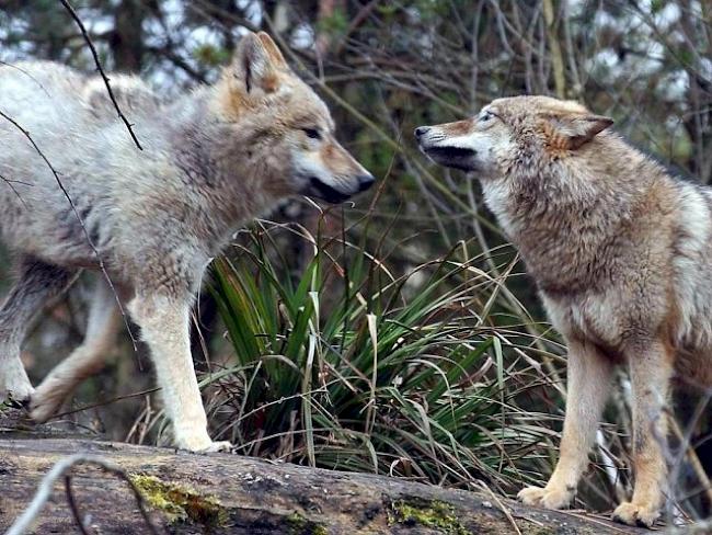 Wölfe wurden als Verursacher der Risse bestätigt. (Archiv)