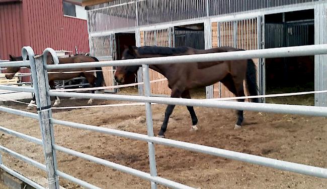 Tatort: In diesem Stall von Olivier Cina in Salgesch wurde eines seiner Reitpferde am 6. März in der Koppel von einem unbekannten Tier übel malträtiert.
