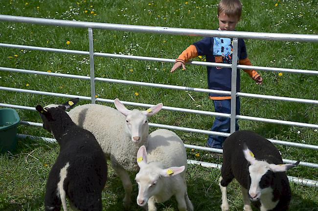Die als anhänglich geltenden Schafe wollen vom kleinen David Imhof nicht gestreichelt werden.