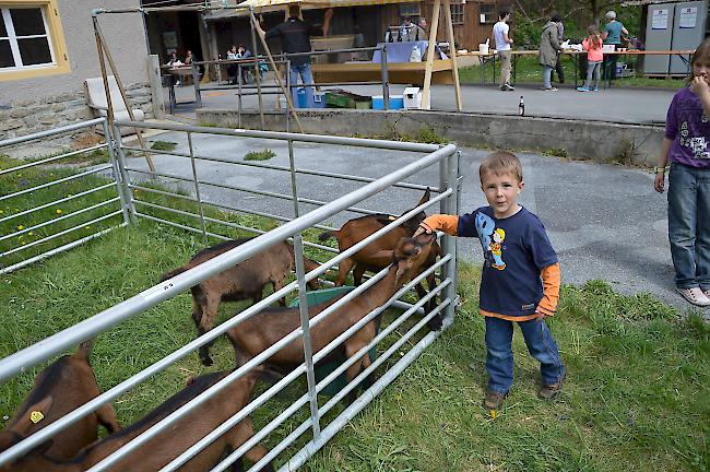Dem kleinen David ist damit der Beweis gelungen: Ziegen sind die anhänglicheren Tiere als Schafe.