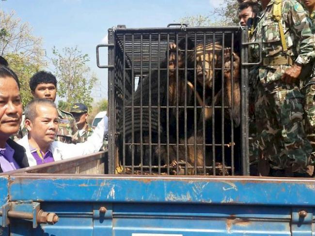 Beamte beschlagnahmen Bären aus dem Tiger-Tempel