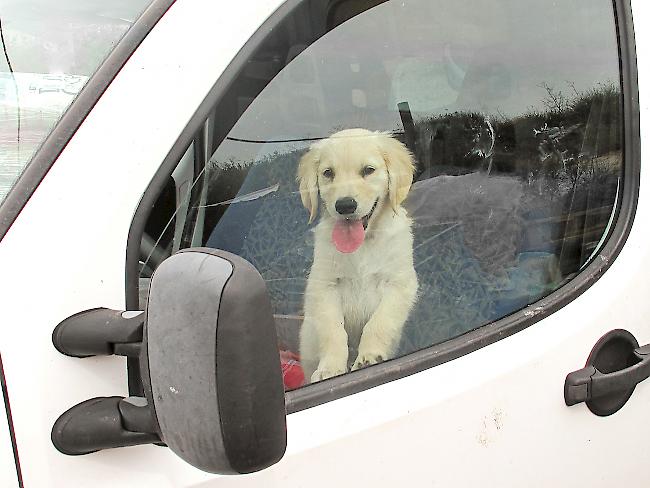 Jedes Jahr leiden viele Hunde in überhitzten Autos.