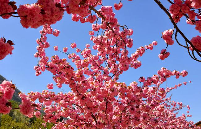 Am Freitag wirds nochmals frühlingshaft und warm, danach verabschiedet sich die Schönwetterphase. (Im Bild: Blühende japanische Kirschbäume in Brämis)