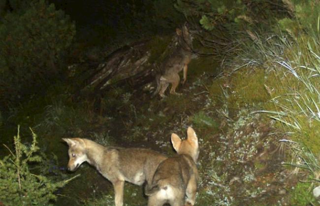 Wolfswelpen vom Calanda (Amt für Jagd und Fischerei Graubünden)