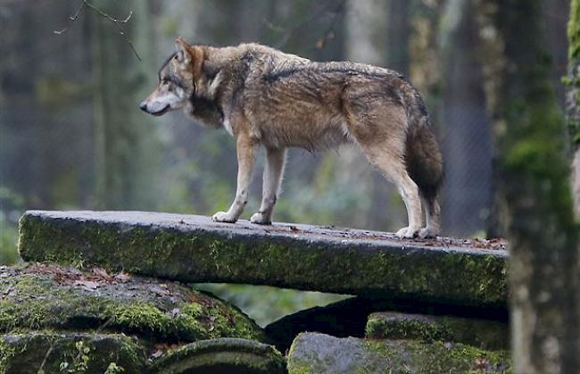 Ein Wolf im Fokus (Symbolbild).