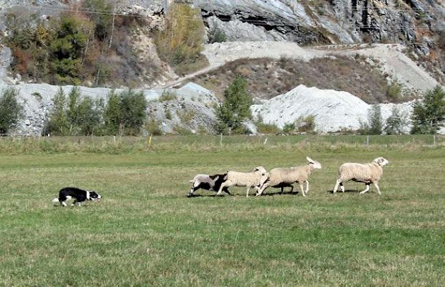 Ein Hütehund und fünf Schafe im Einsatz. 