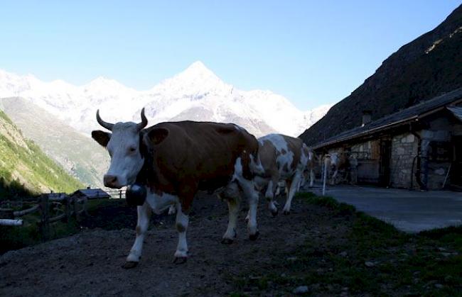 Befürchtungen zum Trotz: Seit Einführung der Direktzahlungsreform wurden im Wallis mehr Grossvieheinheiten verzeichnet (Archivbild).