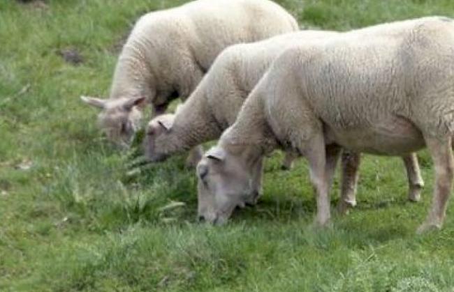 Die Schafe auf der Moosalp wurden schon zum wiederholten Male von einem dort vermuteten Wolf attackiert. (Symbolbild)