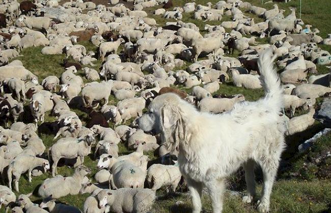 Herdenschutzhund im Einsatz: 25 Prozent der Walliser Schafalpen gelten als nicht schützbar.