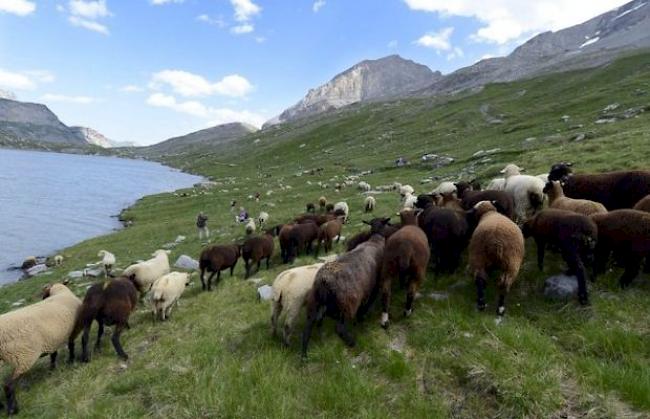 Herdenschutz: Auf 60 Prozent der Alpen sind Anpassungen nötig