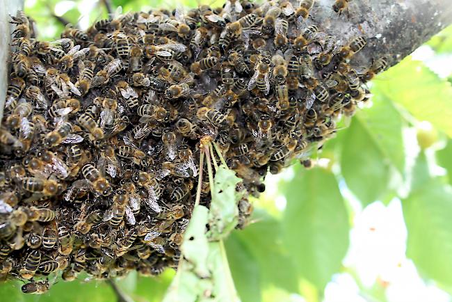 Bienenschwarm. Im Unterwallis wurde bei mehreren Völkern das verbotene Fungizid Captafol nachgewiesen.