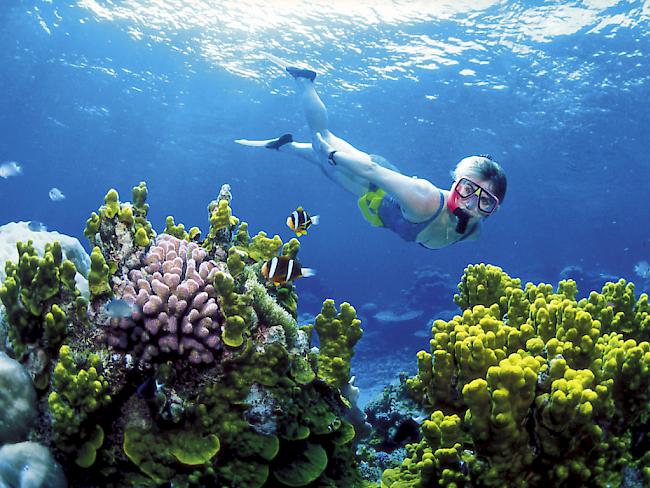 Australien gelobt Massnahmen zum Schutz des Great Barrrier Reefs nach UNESCO-Entscheid (Archiv)