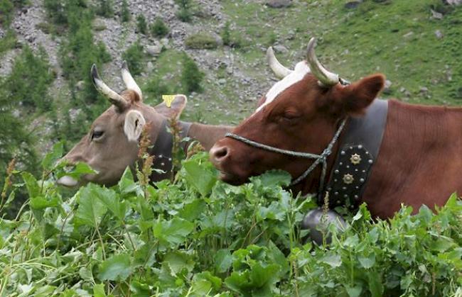 Kuhglocken gehören zum Brauchtum und sind auf Alpen sinnvoll, um entlaufene Tiere zu finden. Auf eingezäunten Weiden braucht es sie nicht, entschied jüngst das Baurekursgericht des Kantons Zürich (Symbolbild). 