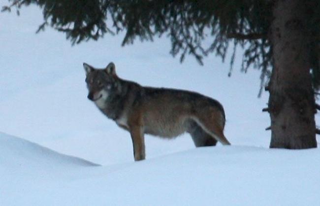 Wolf M35, der im Goms im vergangenen Jahr viel zu reden gab, und letztendlich im September 2013 von den Walliser Behörden erlegt wurde.