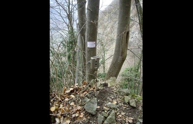 Eine der 41 Fotofallen, die im Wallis in den nächsten 60 Tagen im Wallis Luchse während der Nacht knipsen sollen.