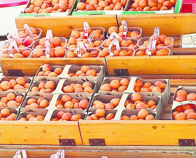 Frostschäden. Die Walliser Aprikosenernte wird dieses Jahr gering ausfallen. 