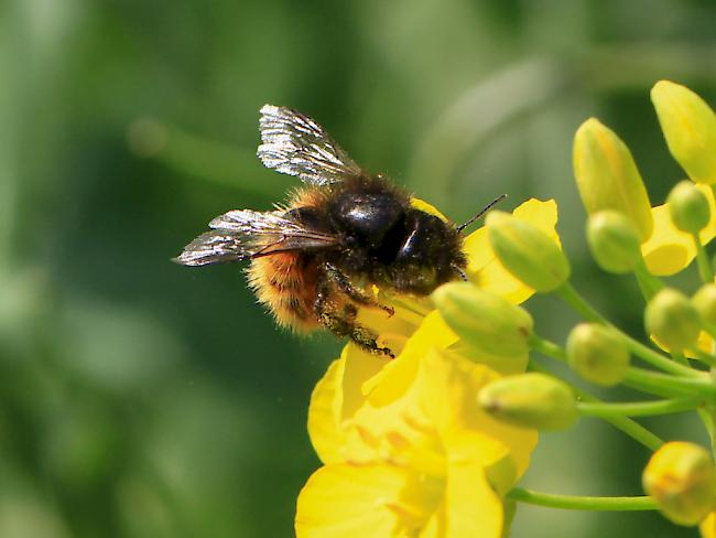 Im Wallis fehlt es an Bienen für eine ausreichende Bestäubung.