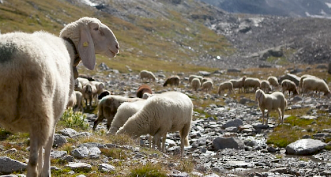 Saaser Mutten sind im Begriff zu verschwinden, sofern sich zukünftig nicht mehr Züchter mit dieser Schafrasse anfreunden.