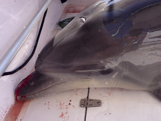 Ungebetener Gast an Bord: Bootsbesitzer Dirk Frickman sprühte Wasser über den verletzten Delfin, der ins Bot gesprungen war. Am Hafen konnte das Tier aus seiner misslichen Lage befreit werden.