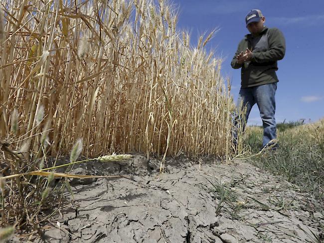 Ausgetrocknerter Boden eines Getreidefeldes bei Stockton in Kalifornien Ende Mai. Der Bundesstaat leidet unter einer lange anhaltenden Dürre. (Archiv)