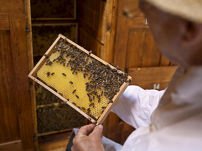 Die Schweizer Imker können durchatmen. Die Winterverluste bei den Bienenvölkern fielen durchschnittlich aus. Das Problem des Bienensterbens ist aber noch wie vor nicht gelöst (Archiv)
