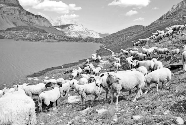 Im Mittelpunkt. Rund 800 Schafe bevölkern das Ufer des Daubensees.  
