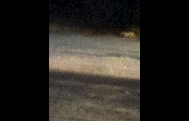 Bei Turtmann wurde am Dienstmorgen vermutlich ein Wolf von einem fahrenden Auto heraus fotografiert. 