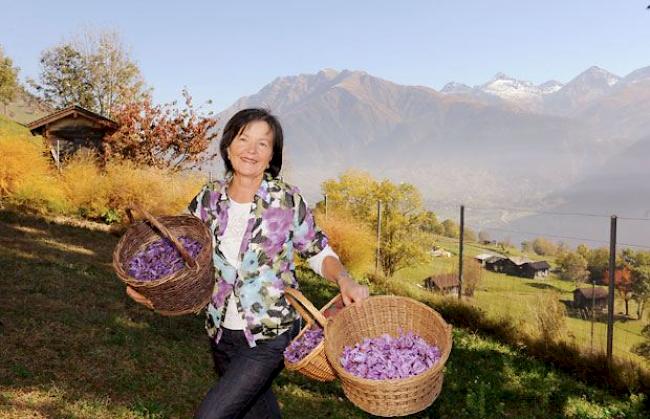 Mund ist der einzige Ort in der Schweiz, wo nach jahrhundertealter Tradition heute noch das kostbare Gewürz angepflanzt wird.