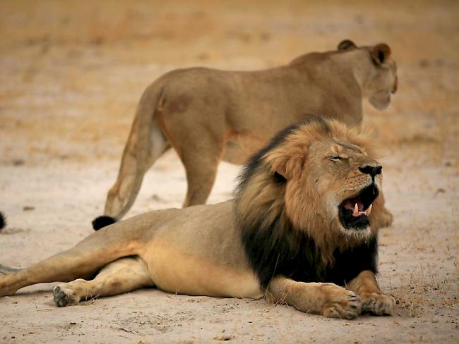 Tierischer Nationalheld in Simbabwe ist tot: Löwe Cecil von Grosswildjäger erschossen (Archivbild)