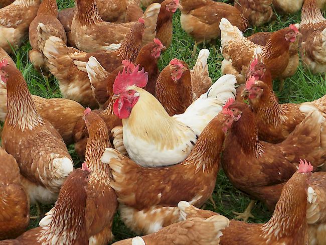 In Reckingen-Gluringen sorgen Hühner seit längerer Zeit für grosse Aufregung.