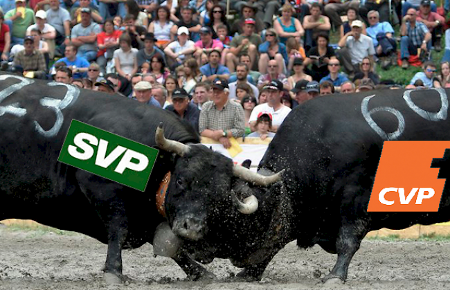 Beim Stechfest in Visperterminen steht sowohl eine SVP- als auch eine CVP-Kuh im Einsatz.