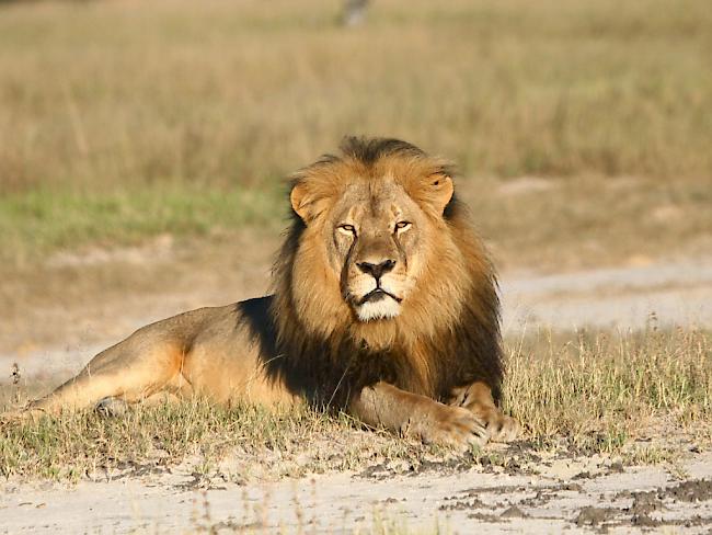 Der Löwe Cecil wurde von einem US-Zahnarzt getötet. Ein Forscher, der Cecil jahrelang beobachtete, hofft nun auf mehr Unterstützung für den Schutz von Löwen. (Archivbild)