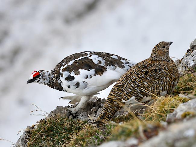 Das Federkleid des Alpenschneehuhns (links das Männchen, rechts das Weibchen) ist auf die Umgebung abgestimmt. Im Sommer ist es grau-braun wie der Fels, im Winter bei beiden Geschlechtern schneeweiss.