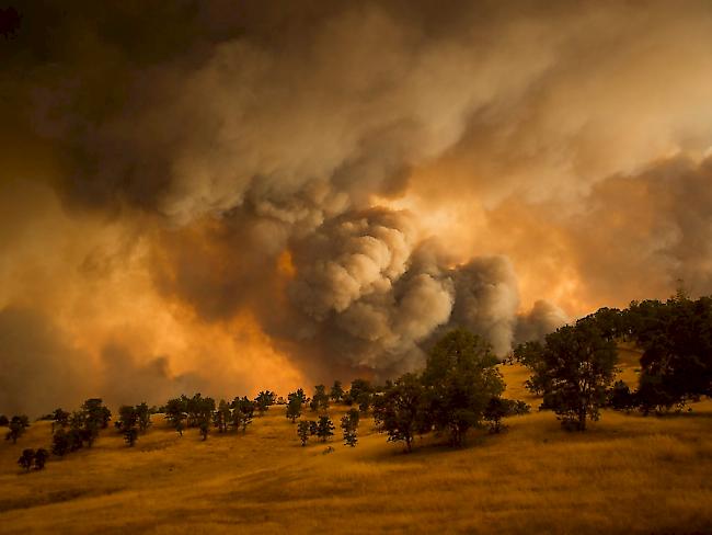 Rund 8000 Feuewehrleute bekämpfen die Waldbrände im Norden Kaliforniens.