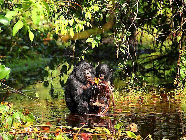 Während des Fressens und in vielen anderen Situationen stossen wilde Bonobos Piepser aus, die der Kommunikation von Menschenbabys gleichen. (Foto: Handout)