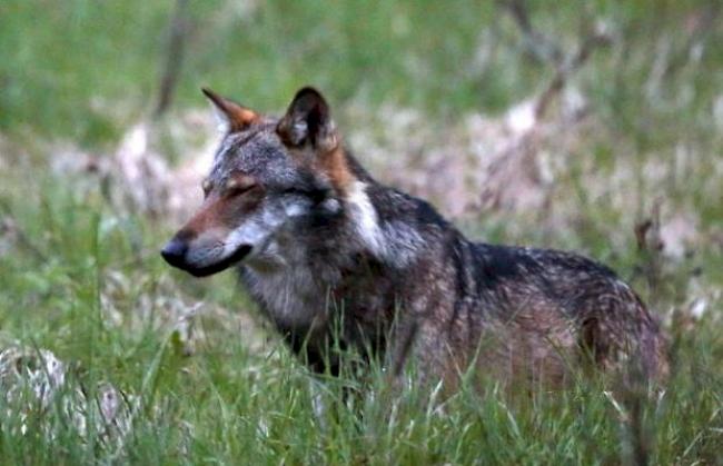 Der Wolf ist zum Abschuss freigegeben worden (Symbolbild)