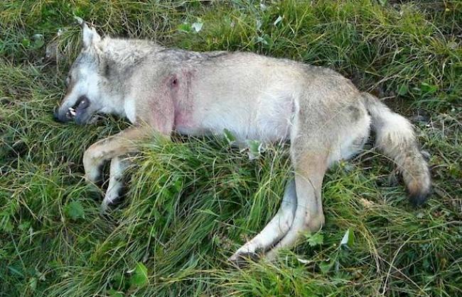 Im August 2010 wurde auf der Varneralp ein Wolf erschossen.