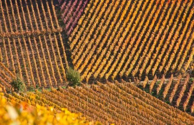Der Staatsrat hat die Verordnung über den Rebbau und den Wein im April angepasst. Die Änderungen treten für den Jahrgang 2017 in Kraft. 