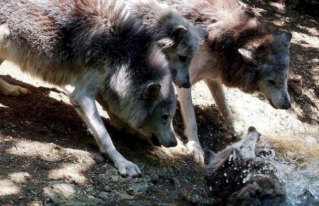 «Ein Zusammenleben mit dem Wolf funktioniert» ist der WWF überzeugt (Symbolbild)