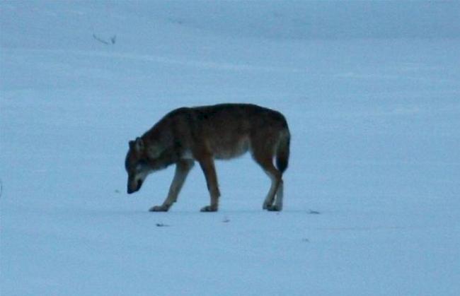 Trotz Herdenschutzhund hat der Wolf im Goms erneut mehrere Schafe gerissen. 