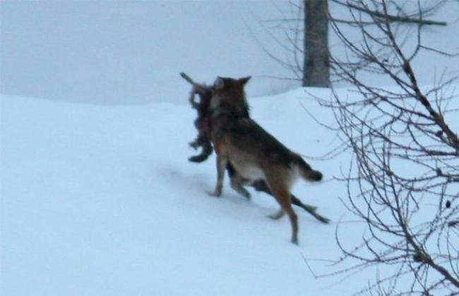 Gerissener Jäger Wolf M35 im Goms: In diesem Frühling 14 Hirsche und sechs Rehe gerissen.