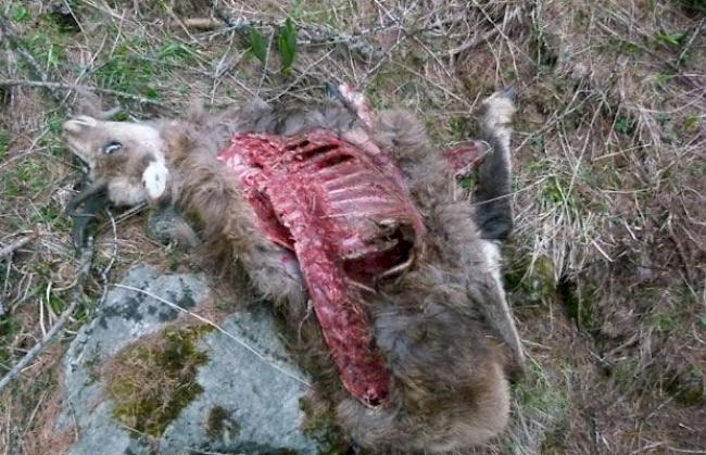 Die gerissene Gämse, die von der Wildhut am Montag im Lötschtenal gefunden wurde und aufs Konto eines Wolfes geht.