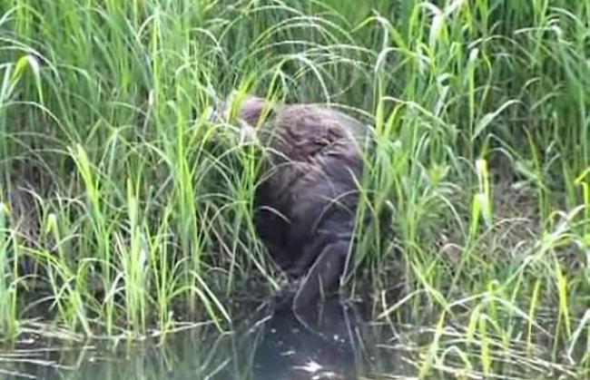 Der aktuelle Biberbestand im Kanton Wallis wird auf 80 bis 100 Tiere geschätzt.