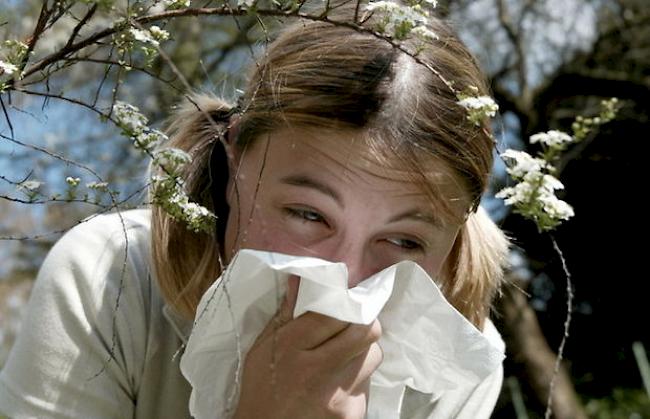 Jeder fünfte Schweizer leidet an einer Allergie. (Symbolbild)