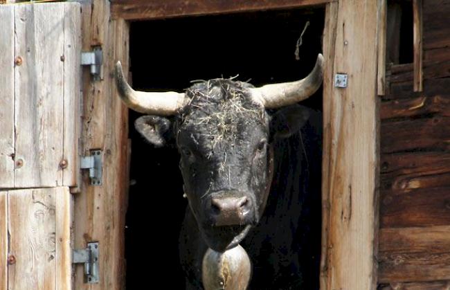Bleibt sie die stärkste Kuh im Land? «Schakira», die «Königin der Königinnen 2012».