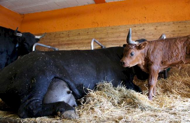 Im September 2012 hat «Schakira» zum fünften Mal ein Kalb geboren.