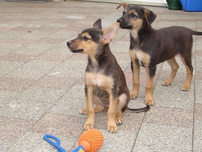 Aufgeweckt und selbstsicher sind die beiden Hundegeschwister. Sie wurden vermutlich über den Zaun auf die Wiese eines Tierheims geworfen.