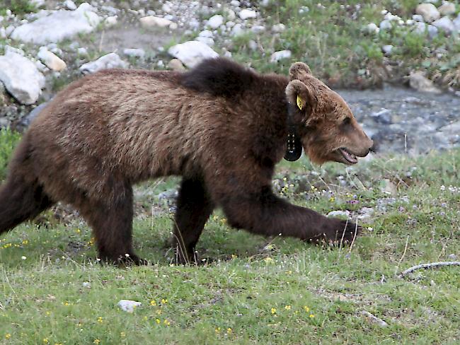 Im südlichen Graubünden ist der Bär los. Das Grossraubtier wurde im Misox gesichtet. Im Gegensatz zum Problembären M13 (Foto), der 2012 im Münstertal erlegt wurde, ist es menschenscheu. (Archiv)