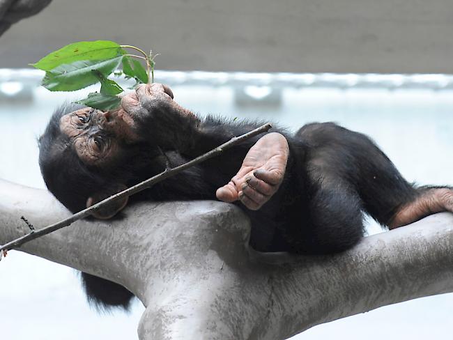 Drohne mit Zweig vom Himmel geholt: Schimpanse in einem Zoo in den Niederlanden (Symbolbild)